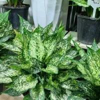 گل آپارتمانی گلدان کود خاک سم چهارپایه استند|گل و گیاه طبیعی|الوند, |دیوار