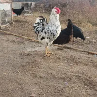 خروس گلین اصل پنگوئنی