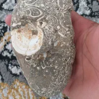 سنگ فسیلی عتیقه