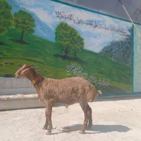 کارگر دامداری و گاوداری