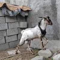 نری عالی در میناب