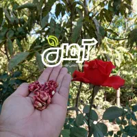 نهال گردو مغز قرمز (تو سرخ)