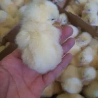 دستگاه جوجه کشی تمام اتوماتیک ۱۲۶تایی