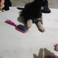 سگ نژادداراصیل ژرمن شیپر|سگ|ازنا, |دیوار