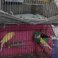 فروش فوری قناری