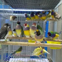 فنچ گلدین فنچ نرگسی