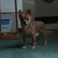 سگ شب هوا|سگ|مشهد, ده دی|دیوار