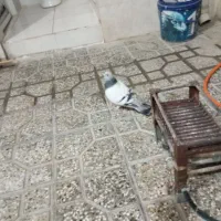 کبوتر