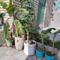 درخت موز