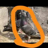 کفتر معاوضه یا فروش