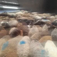 گوسفند