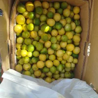 لیمو تازه آبادار