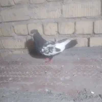 کفتر