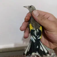 جوجه سهره وگلبسر گلدار دهن زن پرتقالی|پرنده|شیراز, کوی زهرا|دیوار