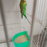 مرغ عشق معاوضه با کفتر صید