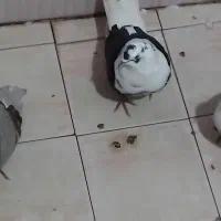 سه تا کبوتر گرویی سال|پرنده|رشت, کوی حسینی|دیوار