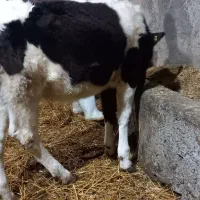 گوساله گوشتی چاق کور