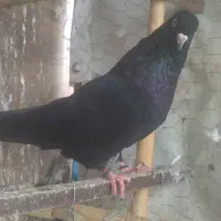 کفتر زاغ چشم سفید ماده