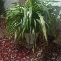 گل و گلدان|گل و گیاه طبیعی|چناران, |دیوار