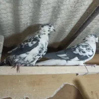 کبوتر خال پرش