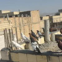 کبوتر