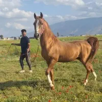 اسب سیلمی درشوری