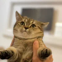 گربه بریتیش 3 ماهه اصیل