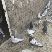 کبوتر فرروشی بصورت یکجا میفروشم|پرنده|پیر بکران, |دیوار