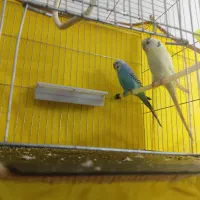 یک جفت مرغ عشق