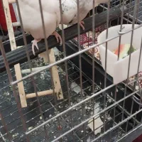 عروس هلندی زیبا