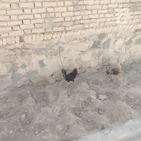 مرغ و خروس نژاد دار|حیوانات مزرعه|قروه, |دیوار