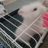 خرگوش لوپ|موش و خرگوش|اردبیل, |دیوار