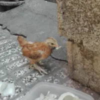 جوجه برهما