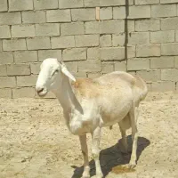 شیشک چینی اصیل