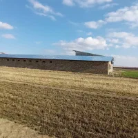 فروش مرغداری ۲۰هزاری