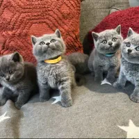 گربه بریتیش