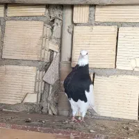 نر طوق سیاه عتیقه