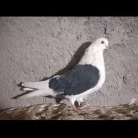 نرو ماده تهرانی نوک ریز