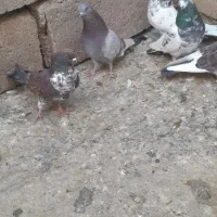 کفتر|پرنده|مشگین شهر, |دیوار