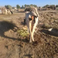 گاو ماده|حیوانات مزرعه|ریگ ملک, |دیوار