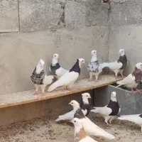 کفتر کبوتر طوقی نر و ماده