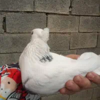 کبوتر|پرنده|رودهن, |دیوار