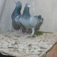 کبوتر|پرنده|شیراز, شهرک مهدیه|دیوار