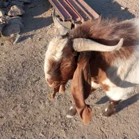 چبش تخمی گلابی نژاد اصیل نهبندان|حیوانات مزرعه|نهبندان, |دیوار