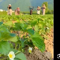 نهال توت فرنگی سابرینا