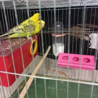 مرغ عشق انگلیسی