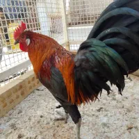 فروش خروس عربی در حمیدیه