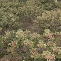 باغ-پسته
