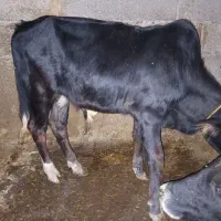 ورزا کوله گاو شکمدار|حیوانات مزرعه|رشت, حومه رشت|دیوار