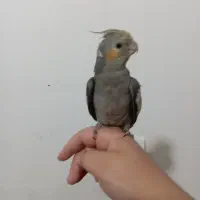 جوجه عروس هلندی سخن گو|پرنده|نورآباد, |دیوار